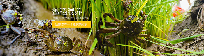 盘锦大米种植基地图片